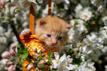Little kitten in a gift basket with orange ribbon