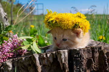 Little ginger kitten with wreath of yellow flowers