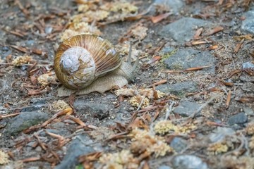 Schnecke