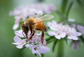 close shoot of colorful honey bee on a white purplish flower