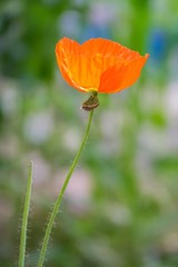 Mohn