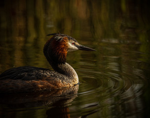 great crested grebe