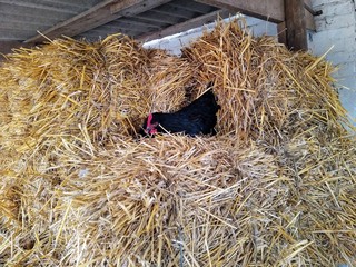 Chicken lay eggs in hay on farm at spring season