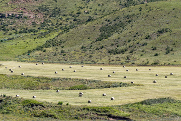 Fototapeta na wymiar Round bales of grass in a field near Clarens
