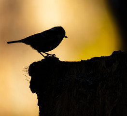 silhouette of a bird