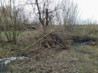 Fallen trees in rural countryside at spring season