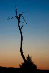 silhouette of a tree