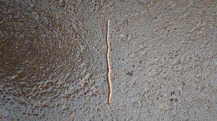An earthworm crawls along the road after the rain