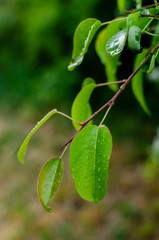 raindrops on leaves after rain