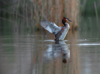 duck in the water