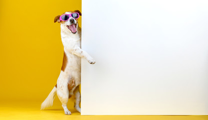 Dog with banner. Funny dog in sunglasses peeps out from behind a white poster