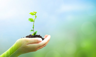 Fototapeta na wymiar World Environment Day concept: hand holding plant on blur green nature background