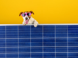 Green Energy. A funny dog in sunglasses peeps out from behind the solar panel. Green technology and friendly for enviroment