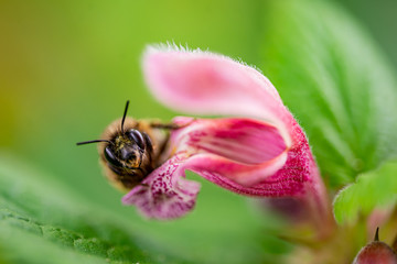 bee on a blossom