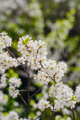 Cherry trees whith white blossoms blooming in the garden, white flowering, white flowers