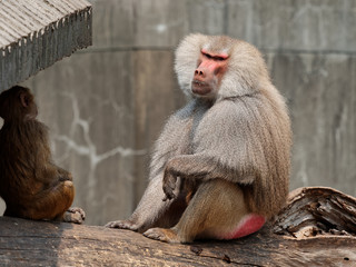Male baboon sitting and enjoy sunlight with baby baboon.