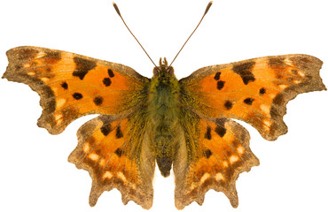 Polygonia c-album, the comma, is a butterfly species belonging to the family Nymphalidae. Isolated anglewing butterfly on white background, dorsal view.