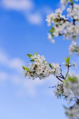 Cherry trees whith white blossoms blooming in the garden, white flowering, white flowers
