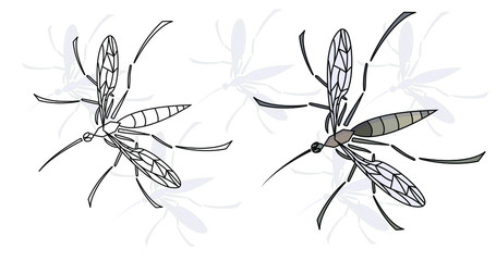 Mosquitoes in vector in flat style.Mosquitoes several options. Set of mosquitoes. Color mosquito. No mosquitoes. Destruction of bloodsuckers. Pest control.