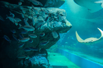 水族館で優雅に泳ぐエイ達