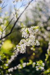 Cherry trees whith white blossoms blooming in the garden, white flowering, white flowers