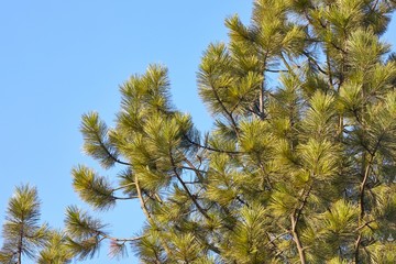 Pine tree branches moving in the wind