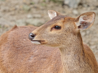 Close up portrait of young deer looking at camera.