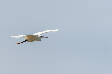 little egret egret in flight on a sunny day, Egretta garzetta flying in the sky above the sea