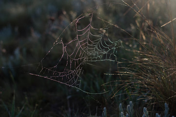 The spider weaves a web. Spider web on the grass. Drops of dew, rain on the grass.
