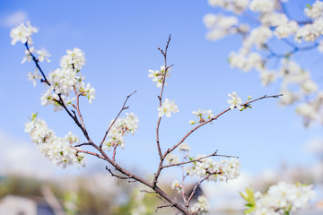 Cherry trees whith white blossoms blooming in the garden, white flowering, white flowers