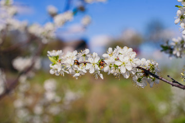 Cherry trees whith white blossoms blooming in the garden, white flowering, white flowers