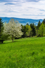 A spring flowering tree in a forest clearing. Spring Beskids landscape.