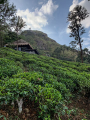 Fototapeta na wymiar tea plantation in srilanka