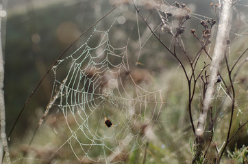 The spider weaves a web. Spider web on the grass. Drops of dew, rain on the grass.