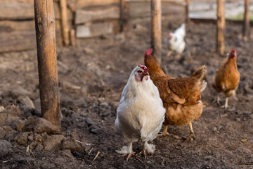 Hens walk on freshly digging land