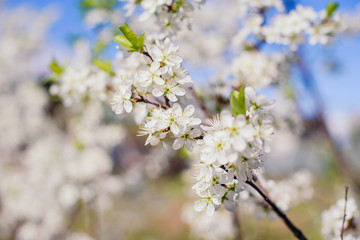 Cherry trees whith white blossoms blooming in the garden, white flowering, white flowers