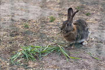 Rabbit eats green grass on a free range