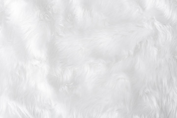 Closeup animal white wool sheep background in top view light natural detail, grey fluffy seamless...
