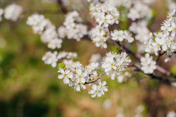 Cherry trees whith white blossoms blooming in the garden, white flowering, white flowers