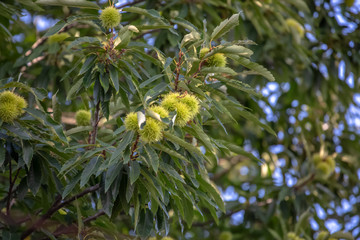 View of chestnut tree with detail of chestnut hedgehogs