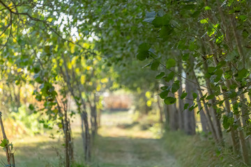 Detailed view of the parallel trees, path in the middle on the herbs field