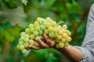 Farmers hands with freshly harvested grapes