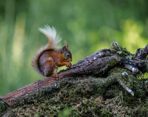 Red squirrel on a tree