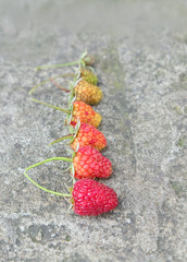 raspberry from unripe to ripe, green to red. evolution progress set. harvest season. creative concept.