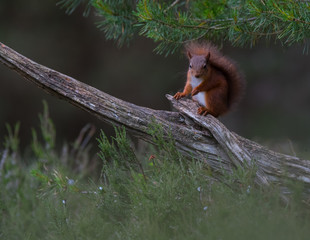 red squirrel in the forest