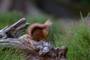 Red squirrel on a tree