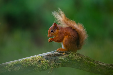 Red squirrel on a tree