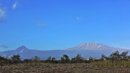 Unique Mount Kilimanjaro on a sunny day. The savannah is covered with grass, few trees. A clear blue sky and a beautiful mountain is fully visible. The top is lit by the sun, on it is a snow cap.