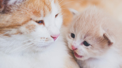 Naklejka na ściany i meble Cute newborn kitten and cat are talking with a smile.