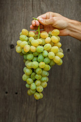 Farmers hands with freshly harvested grapes